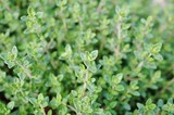 Thyme plant growing in the herb garden