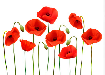 Poster - Nature background with red beauty poppies. Vector.