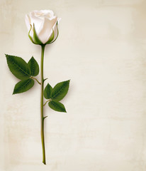 Poster - Happy Mother's Day background. Single white rose on an old paper