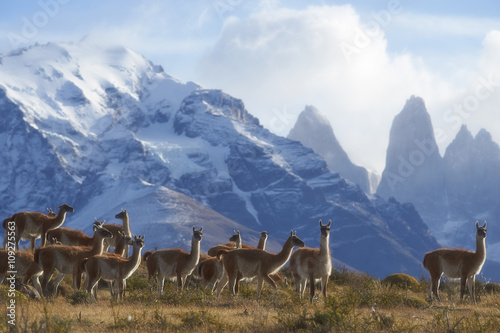 stado-guanako-lama-na-zboczu-w-torres-del-paine-parku-narodowym-w-magallanes-regionie-poludniowy-chile-lama-guanicoe