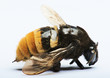 close up of bumblebee