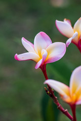Wall Mural - Close up of Frangipani flowers