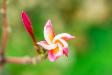 Wall Mural - Close up of Frangipani flowers