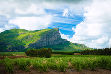 Mountains With Green Sugar Cane Field Foreground. Mauritius Island.