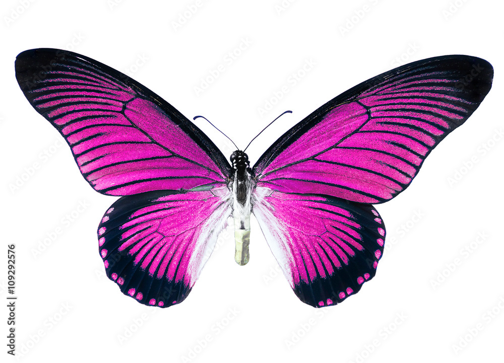 Pink butterfly, isolated on white background Stock Photo | Adobe Stock