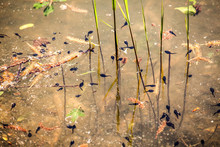 Tadpoles In The Small Lake In Spring.