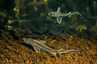 Two young Russian sturgeon in the Volga River wildlife.