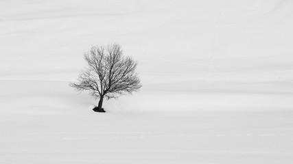 Solitary tree in winter landscape