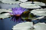 Violet water lily
