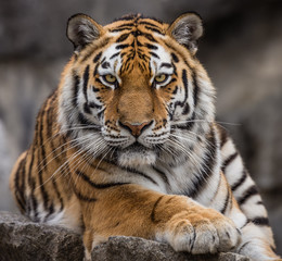 frontal close up view of a siberian tiger (panthera tigris altaica)