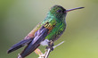 Copper-rumped Hummingbird (Amazilia tobaci) - Tobago Forest Reserve