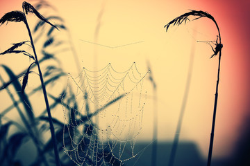 Wall Mural - spider web