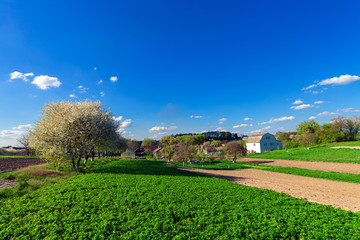 Beatiful morning green field with blue heaven