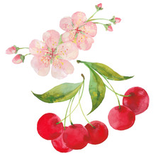 Watercolor Illustration Of Cherries