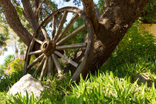 The Old Wooden Wheel And Tree.
