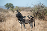 Fototapeta Sawanna - Zebra in Kruger National Park