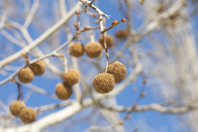 Seed Pods For Sycamore Tree Hanging From Branch With Blue Sky Background