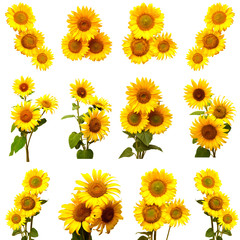 Fotomurales - Collection of sunflowers