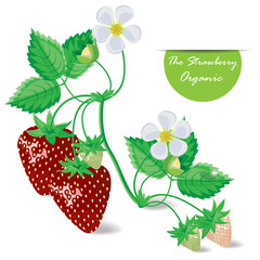 Wall Mural - illustration strawberry on white ,organic vector