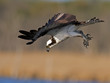 Osprey in Mid Dive
