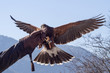 Harris hawk landing in a falconry exhibition