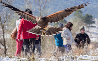 harris's hawk flying in a falconry exhibition