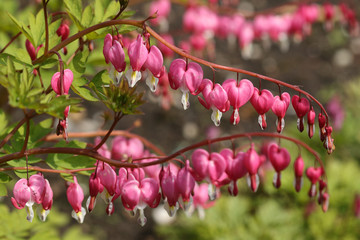 Bunch of colorful heart flowers dangling down