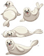 Seal in four poses