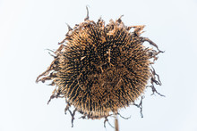 A Color Picture Of A Dried Sunflower On A Field