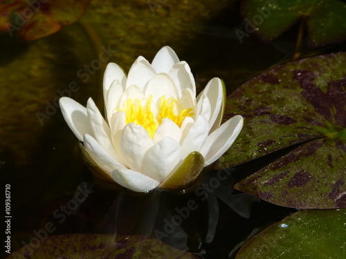 Fleur De Nénuphar Blanche Buy This Stock Photo And Explore