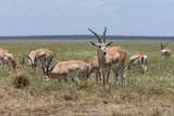 Fototapeta Sawanna - A group of Thomson's gazelles grazing