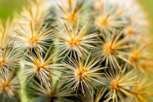 Close Up Of Cactus With Long Thorns