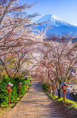 Fototapete - Path to Mt. Fuji in spring, Fujiyoshida, Japan