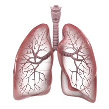 3d Renderings Of Human Respiratory System