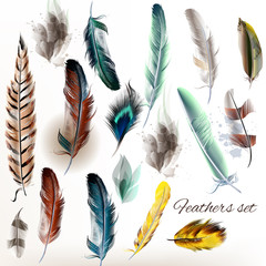 Poster - Set of vector realistic colorful feathers