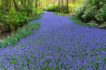 Canvas Print - bluebell flowers river