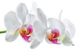 Fototapeta Kwiaty - blooming twig of white with red orchid is isolated on background