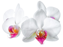 Beautiful Blooming Twig Of White With Red Orchid Is Isolated On