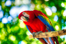 Red Ara Parrot Outdoor
