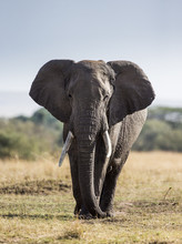 Big Elephant In The Savanna. Africa. Kenya. Tanzania. Serengeti. Maasai Mara. An Excellent Illustration.