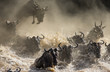 Wildebeests are crossing Mara river. Great Migration. Kenya. Tanzania. Masai Mara National Park. 