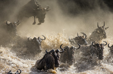 Wall Mural - Wildebeests are crossing Mara river. Great Migration. Kenya. Tanzania. Masai Mara National Park. 