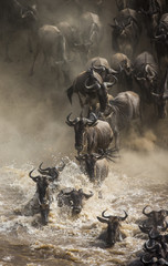 Wall Mural - wildebeests are crossing mara river. great migration. kenya. tanzania. masai mara national park. an 