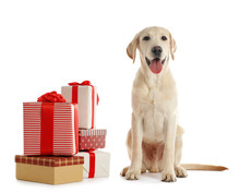 Cute Labrador Dog With Gift Boxes Isolated On White