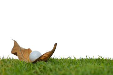 Wall Mural - Golf ball on an obstructing leaf in golf course isolated on white background
