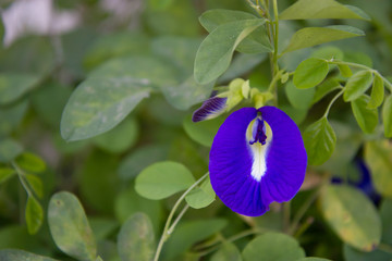 Butterfly pea flower