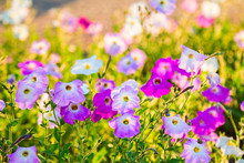 Beautiful, Bright  Colorful Petunia Flowers Blurred Background