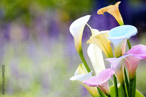 Fotomural beautiful calla lily with nice background color