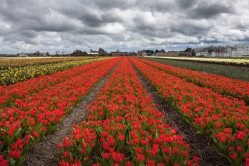 Wall Mural - Tulips. Beautiful colorful red tulip flowers in spring, vibrant floral background, flower fields in Netherlands with dramatic cloudy sky.