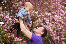 Happy Family. Father Throws Up Child In The Blooming Apple Trees, On Sunny Day In The Park. Positive Human Emotions, Feelings. Cherry And Apple Blossom. Spring Time. Outdoors. Father And Baby Son.